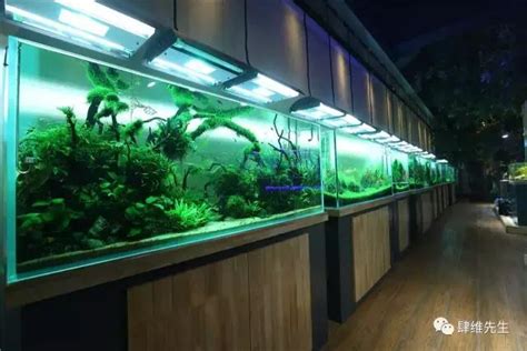 打麻將卡通 水族箱擺放位置 風水